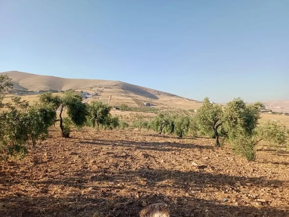 أرض زراعية للبيع في بيرين صروت - 4.5 دلم مع خدمات - 4