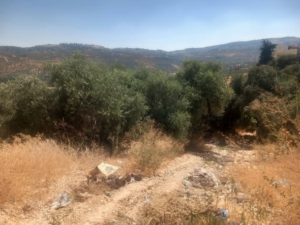 مزرعة زيتون فاخرة للبيع في جرش - 5