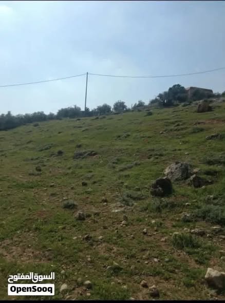 أرض استثمارية 10 دونمات في المفرق – عين والمعمرية بسعر مغري - 3