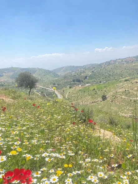 فرصة لا تعوض: أرض سكنية مميزة في السلط - الجبيل