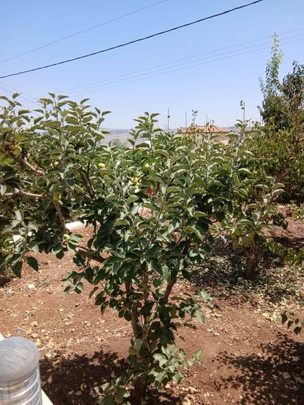 منزل فاخر للبيع مع حديقة أشجار مثمرة - 5