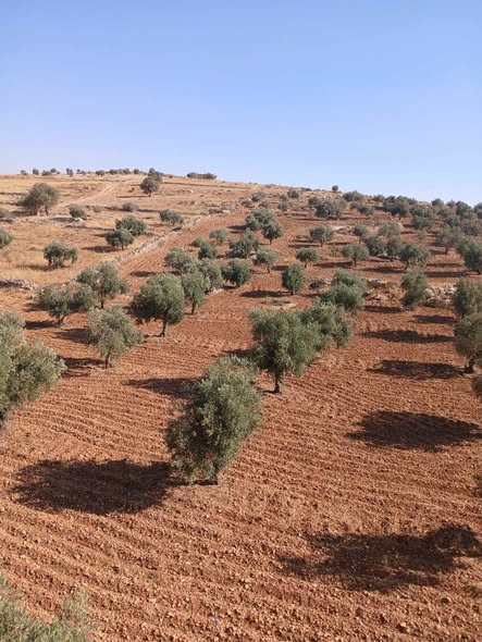 مزرعة زيتون فاخرة مع بيت ريفي للبيع في جرش - 2