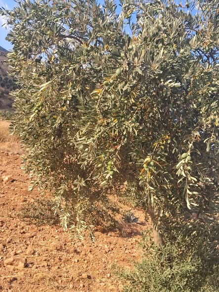 مزرعة زيتون للبيع بإطلالة بانورامية خلابة