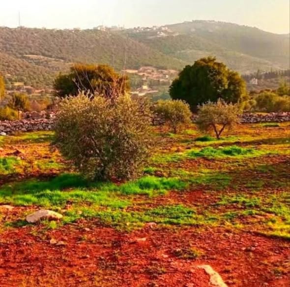 قطع أراضي زراعية استثمارية للبيع في السلط