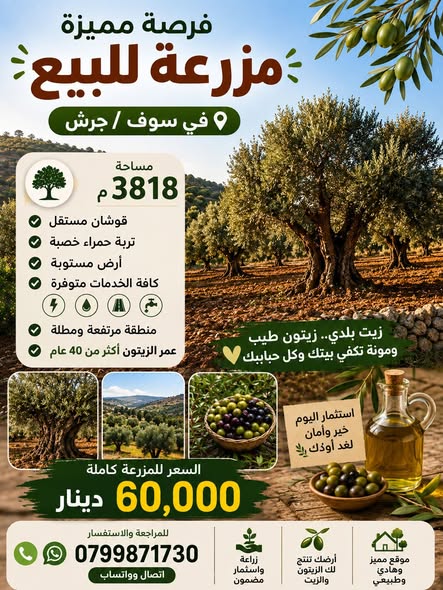 مزرعة زيتون للبيع في سوف جرش