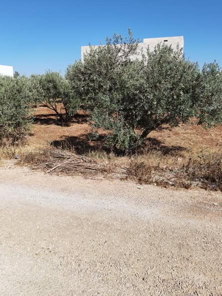 فرصة استثمارية مميزة لأرض في المغير - 2