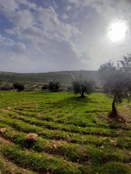 مزرعة زيتون مثمرة للبيع في جرش