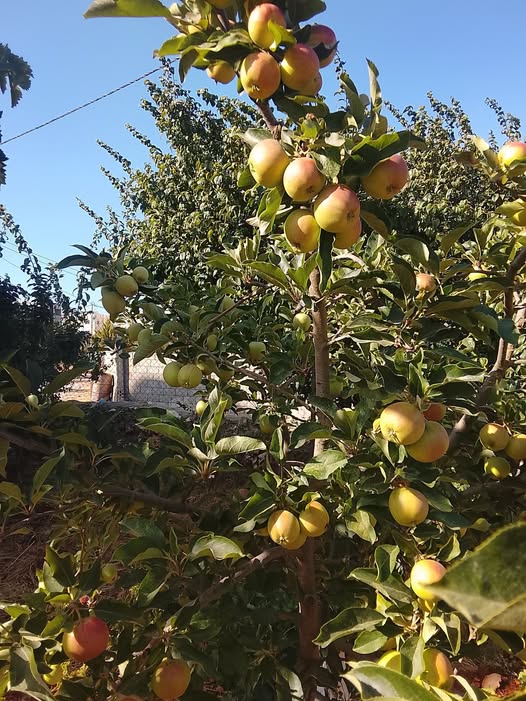أرض سكنية فاخرة للبيع في عجلون