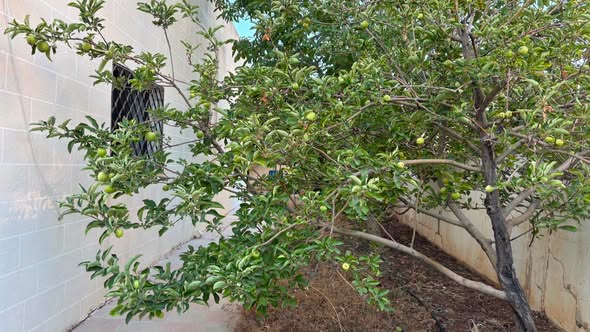 بيت مستقل فاخر للبيع في مادبا - المامونية الغربية - 5