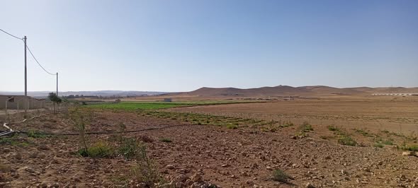 مزرعة زيتون جاهزة ومثمرة في بلعما - استثمار ناجح - 2