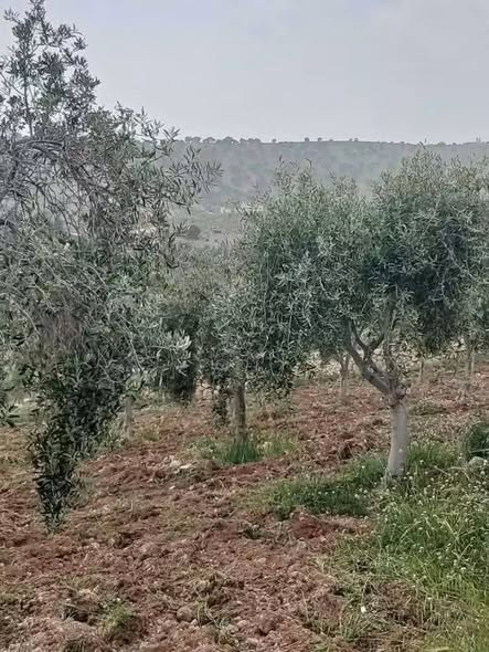 أرض زراعية فاخرة للبيع في بيرين - صروت - 4