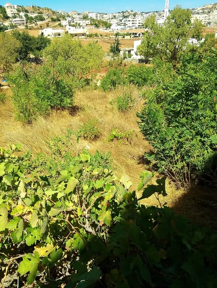 أرض سكنية مميزة للبيع في عجلون / عبين