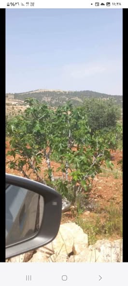 مزرعة مثمرة للبيع في جرش – فرصة استثمارية نادرة - 2