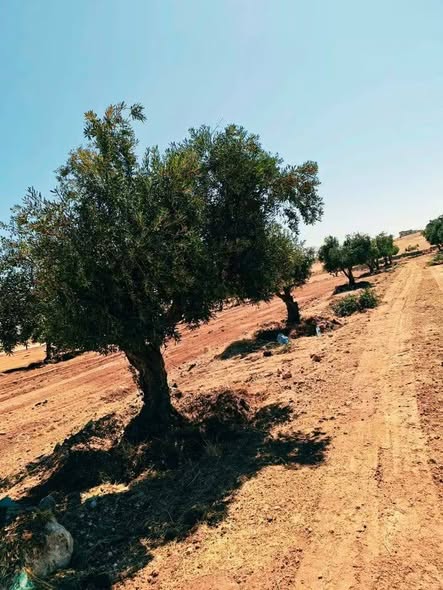 فرصة استثمارية: أراضٍ زراعية مميزة في بلعما