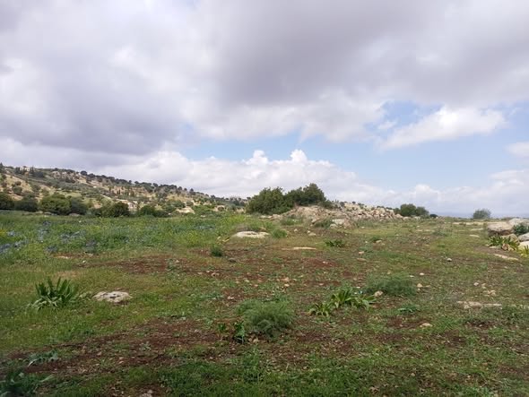ثلاث دونمات ونصف للبيع في السلط - جلعد - 5