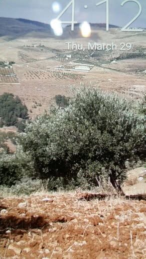 مزرعة زيتون للبيع في جرش بمطل رائع