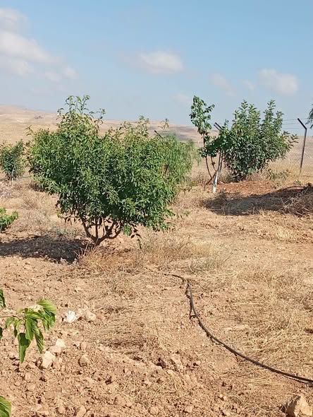 مزرعة زيتون ولوزيات للبيع ببلعما - 3