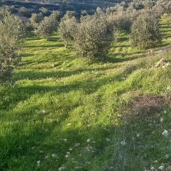 مزرعة 4 دونمات مرتفعة بإطلالة خلابة في نادره