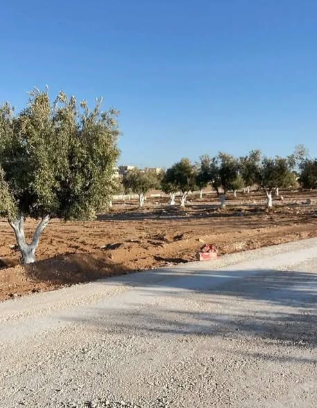 أراضي زيتون مميزة في بلعما - استثمار ناجح! - 3