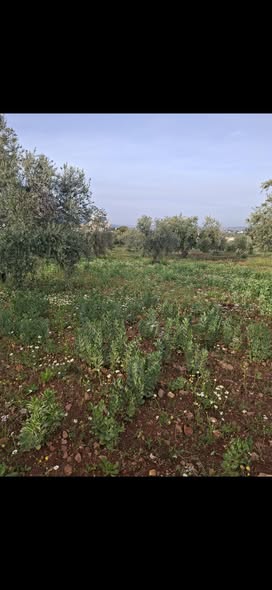 قطعة أرض فاخرة في الصبيحي للاستثمار المضمون - 4