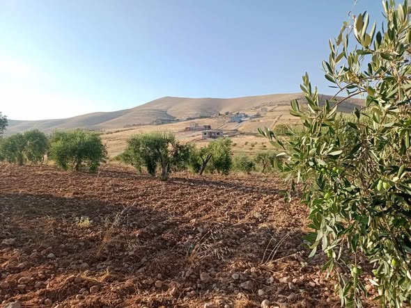 أرض زراعية للبيع في بيرين صروت - 4.5 دلم مع خدمات - 5