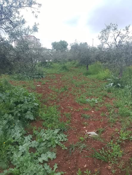 مزرعة زيتون مميزة للبيع في العالوك
