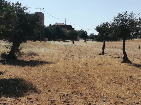 مزرعة زيتون استثنائية للبيع في رحاب - 3
