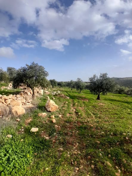 مزرعة زيتون مثمرة للبيع في جرش - 3