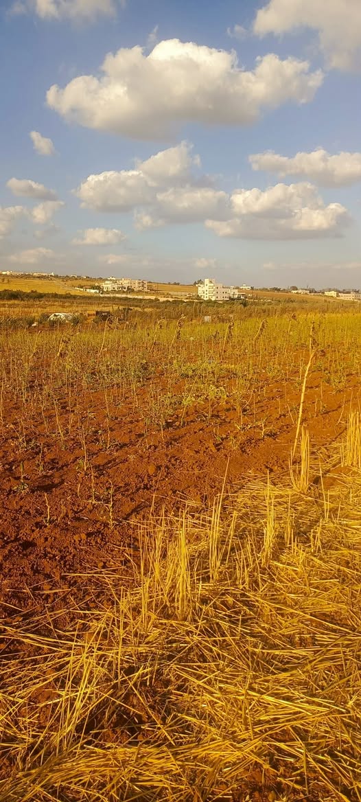 مزرعة للبيع في مادبا - فرصة استثمارية رائعة
