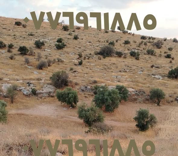 أرض زراعية استثمارية مع أشجار زيتون - سعر مغري