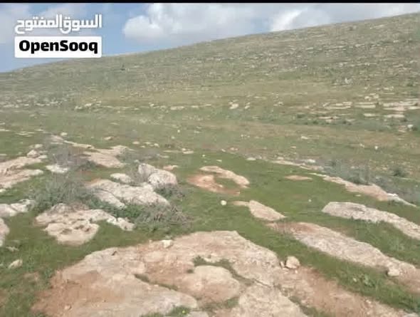 أرض استثمارية 10 دونمات في المفرق – عين والمعمرية بسعر مغري - 4