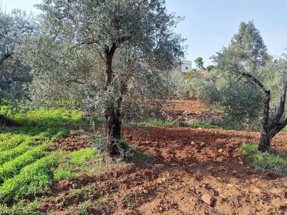 أرض متميزة في حوض مغارة السوق للبيع - 2