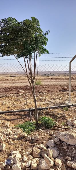 مزرعة زيتون جاهزة ومثمرة في بلعما - استثمار ناجح - 4