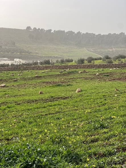 فرصة استثمار وسكن لا تعوض في جرش - عنيبة