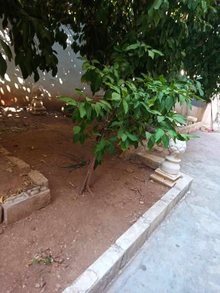 منزل حجري مستقل للبيع في إربد الغربية - فرصة استثمارية - 3