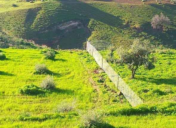 أرض زراعية استثمارية في كفر رحتا غرب إربد - 2