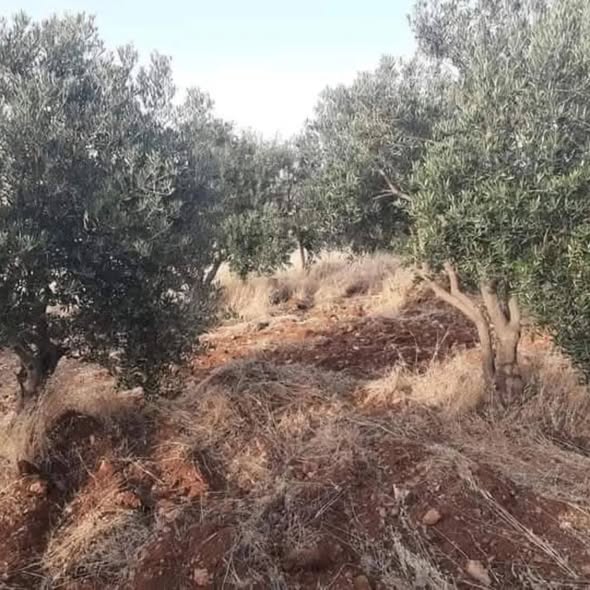 مزرعة زيتون مثمرة للبيع في جرش - 3