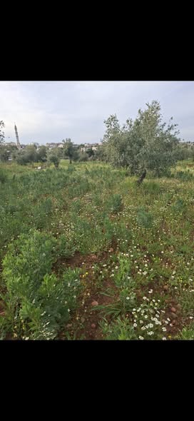 قطعة أرض فاخرة في الصبيحي للاستثمار المضمون