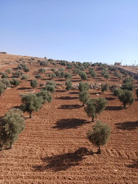 مزرعة زيتون فاخرة مع بيت ريفي للبيع في جرش