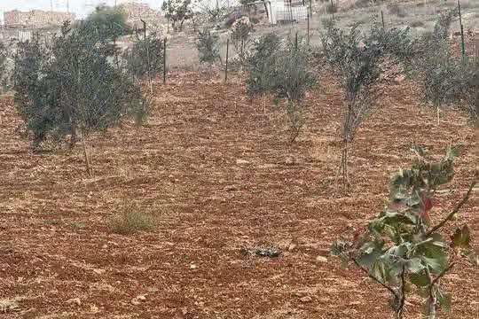 فرصة استثمارية نادرة: ارض زراعية فاخرة في جرش
