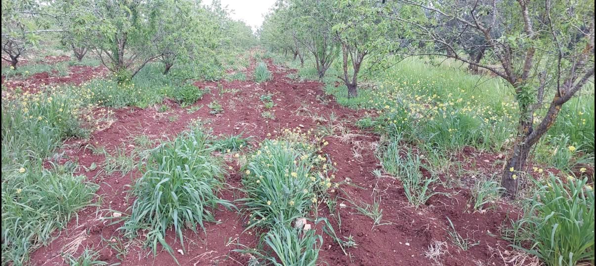 أرض مفروزة قوشان مستقل للبيع في الزوية الشمالية