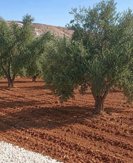 أرض للبيع في بيرين - مساحة 700م