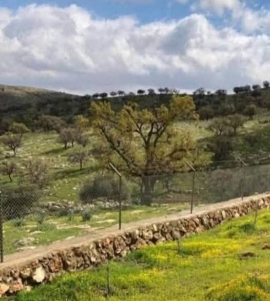 أرض فاخرة للبيع في العالوك