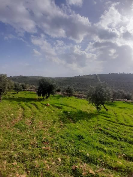 مزرعة زيتون مثمرة للبيع في جرش - 2