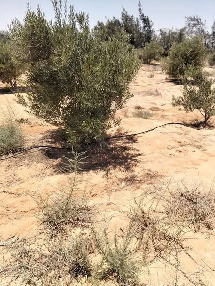 أرض زراعية ضخمة للبيع في النوبارية مع بيت وبئر - 4