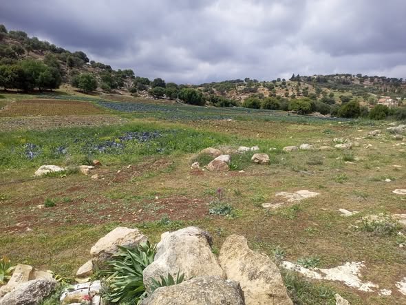 ثلاث دونمات ونصف للبيع في السلط - جلعد - 3