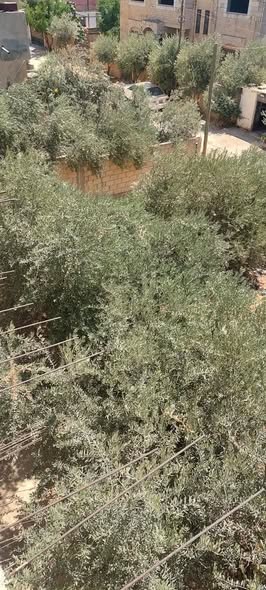 منزل حجر رويشد للبيع في عين الباشا - المضمار