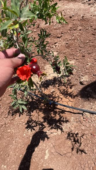 أرض مميزة للبيع في جنوب عمان مع أشجار مثمرة - 5