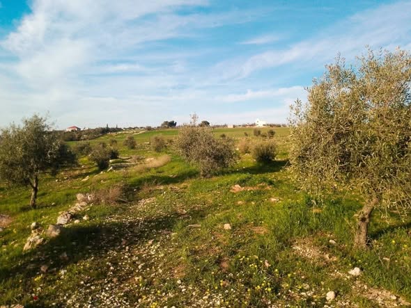 أرض استثمارية فاخرة في الفيصلية مادبا - 2