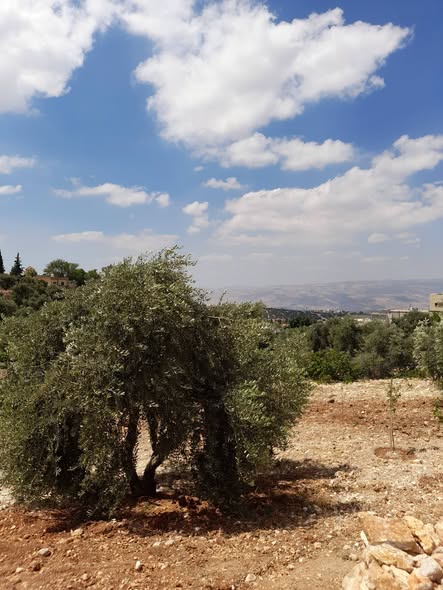 بيت مستقل في السلط بمساحة واسعة وإطلالة دائمة - 5